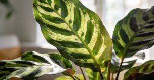 Calathea zasychanie brzegów liści: jak uratować roślinę? Przyczyny i rady