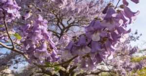 Paulownia po ilu latach kwitnie? Uprawa cesarskiego drzewka w praktyce