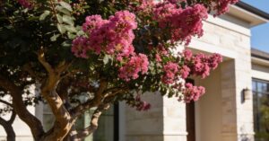 Lagerstroemia uprawa w Polsce – praktyczny poradnik udanej uprawy