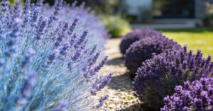 Lawenda blue scent czy hidcote? Wybierz idealną odmianę do doniczki