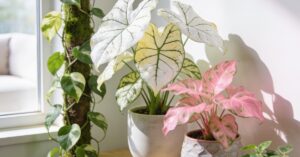 Zroślicha odmiany: przewodnik jak dbać o kolekcjonerskie syngonium stopowcowe