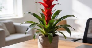Guzmania pielęgnacja: jak podlewać tę egzotyczną roślinę, by pięknie kwitła