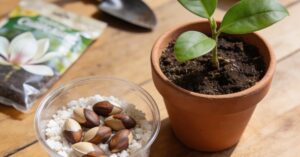 Magnolia z nasion: jak wyhodować własne drzewko krok po kroku